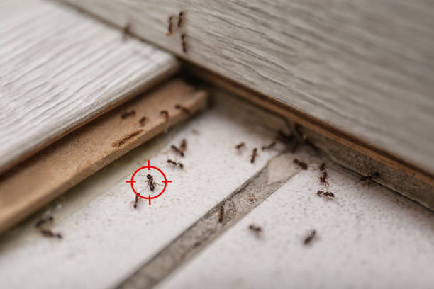 Best Exterminator Services  in Edgewood, WA