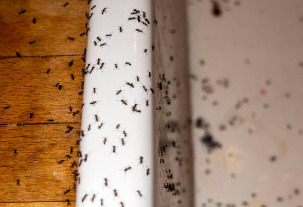  Edgewood, WA Pest Control Pros